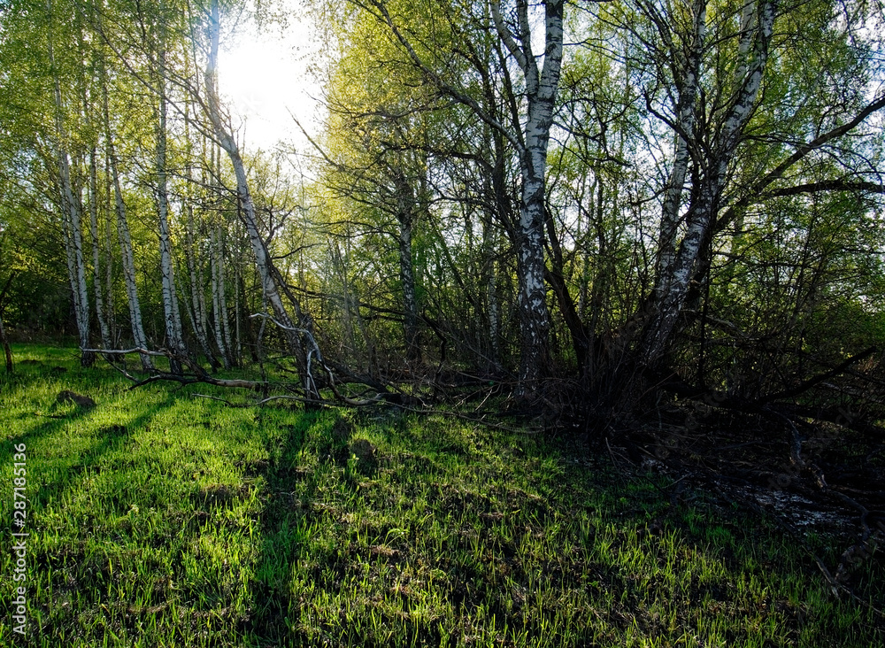 Fototapeta premium young grass after meadow fire in spring, Russia.