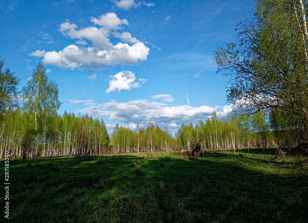 young grass after meadow fire in spring, Russia. young grass after meadow fire in spring, Russia.