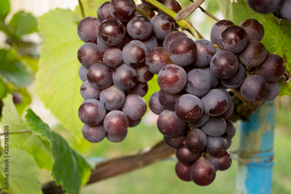 Fototapeta premium ripe grapes on a branch