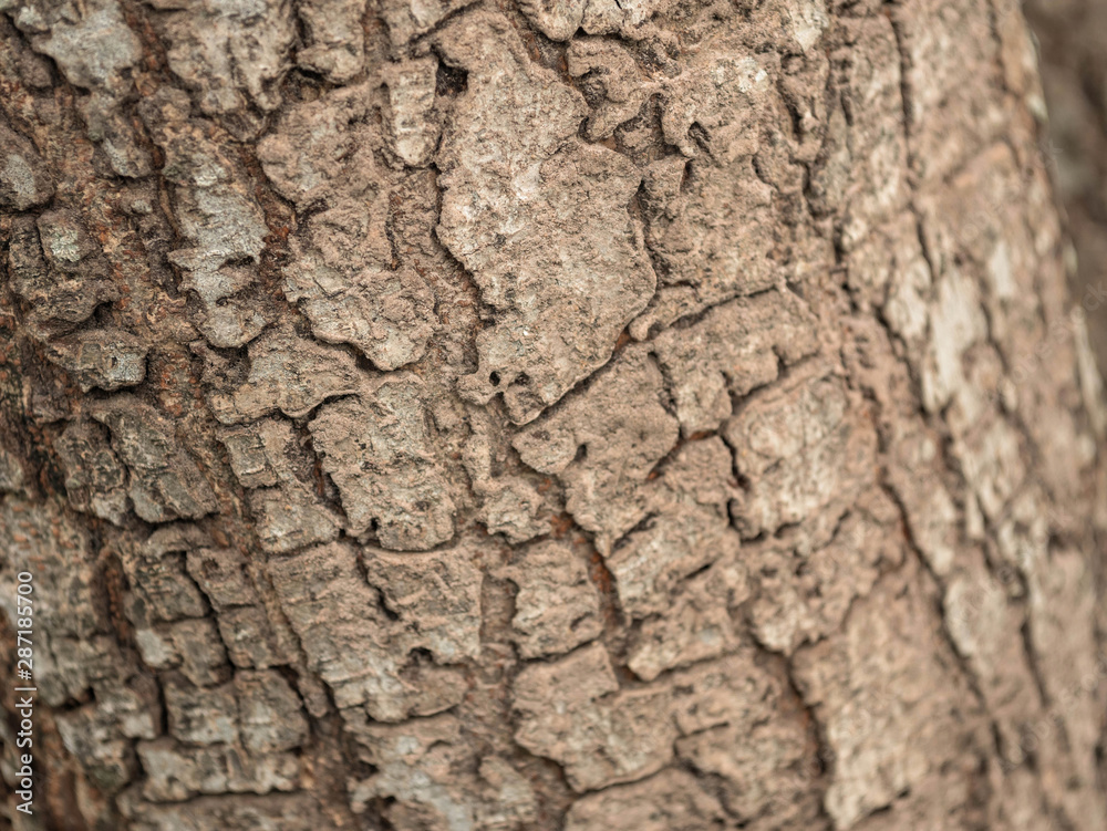 Tree bark texture background. the skin of tree Tree bark texture background. the skin of tree