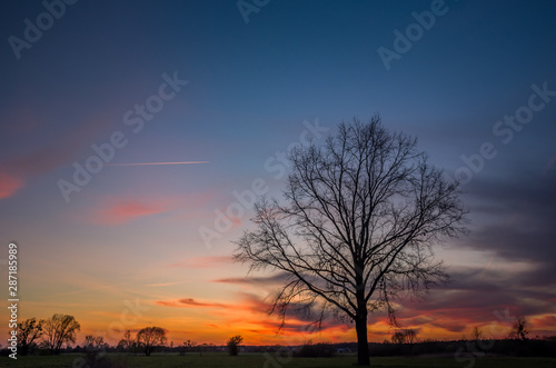 Large oak tree and colorful clouds after sunset