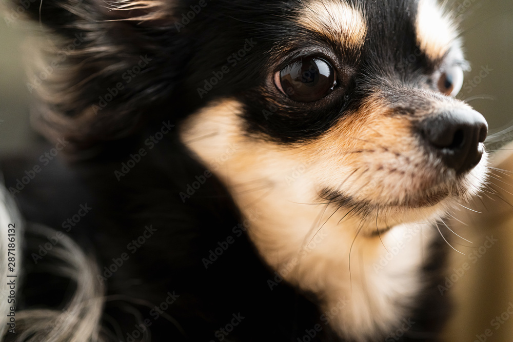 closeup black and brown color hair chihuahua puppy dog closeup black and brown color hair chihuahua puppy dog