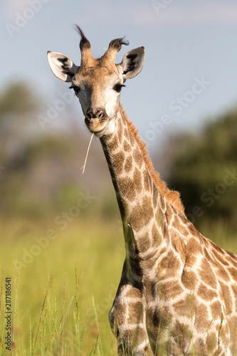 Baby Giraffe portrait in the Okavango delta, Botswana