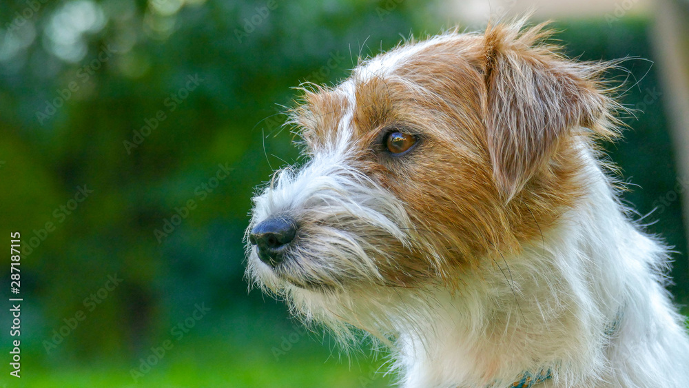 Cute Jack Russell Terrier close up face Outdoors. Cute Jack Russell Terrier close up face Outdoors.