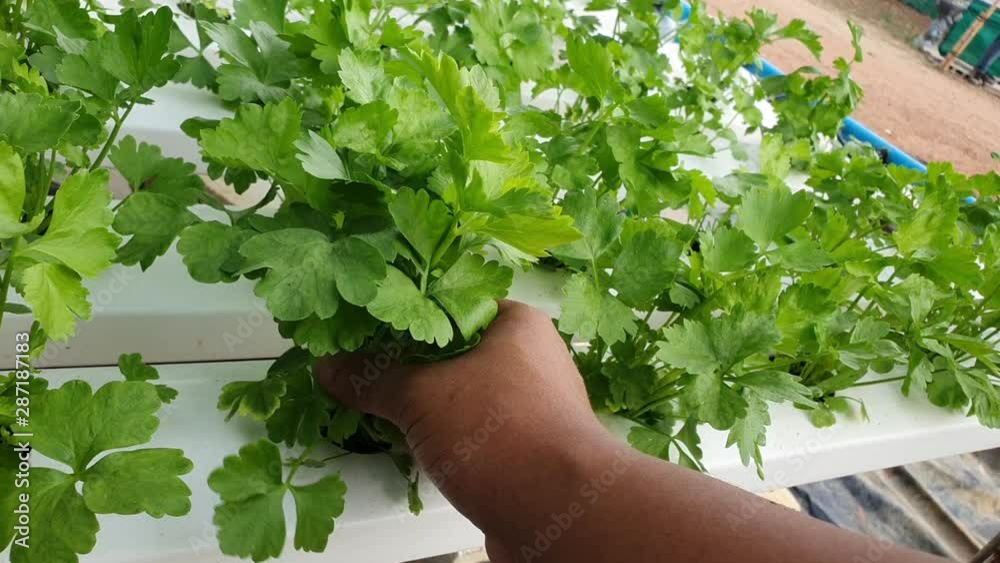Celery plantation quality check in hydroponic vegetable farm, with hand farming, harvest Celery plantation quality check in hydroponic vegetable farm, with hand farming, harvest