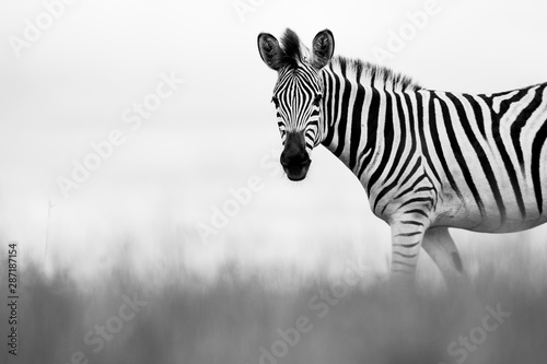 A Zebra portrait in monochrome