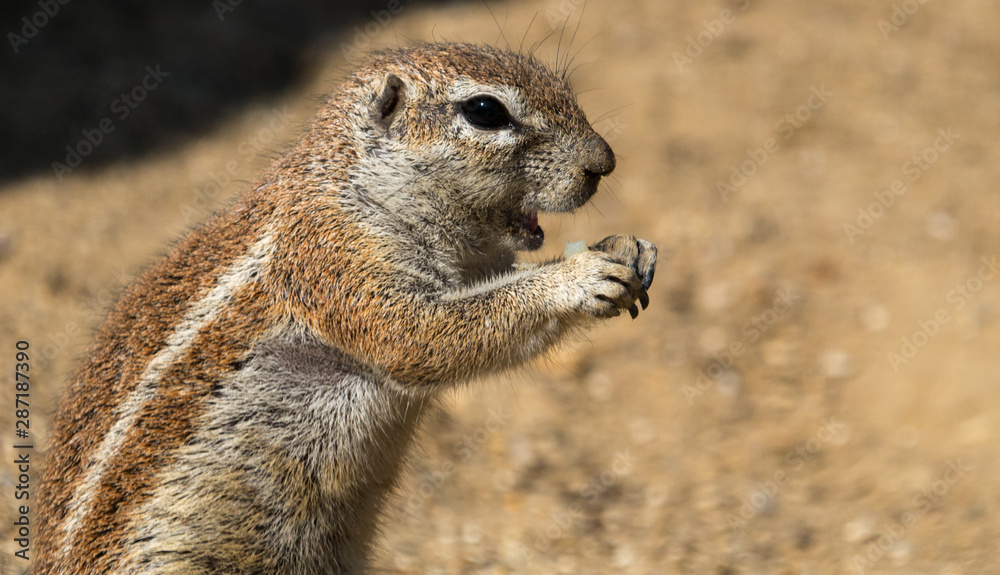 Fototapeta premium Ecureuil terrestre