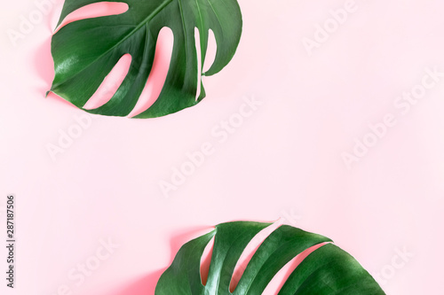 Tropical green leaves Monstera on pastel pink background. Flat lay, top view, copy space