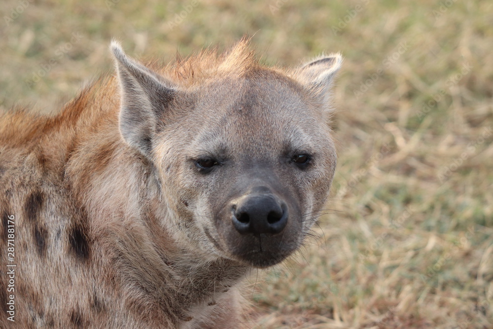 Spotted hyena face closeup, Masai Mara National Park, Kenya.
