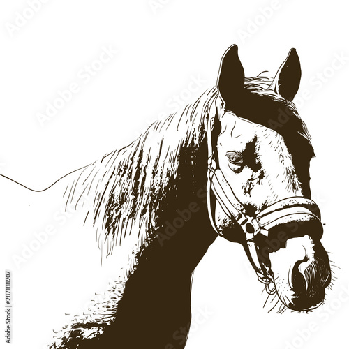 horse portrait, bridle on head, snaffle headband isolated brown color on white background. sketch, outline, draft drawing, Image for design and tattoo. Vector