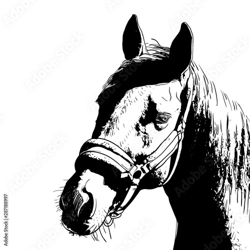 horse portrait, bridle on head, snaffle headband isolated black color on white background. sketch, outline, draft drawing, Image for design and tattoo. Vector
