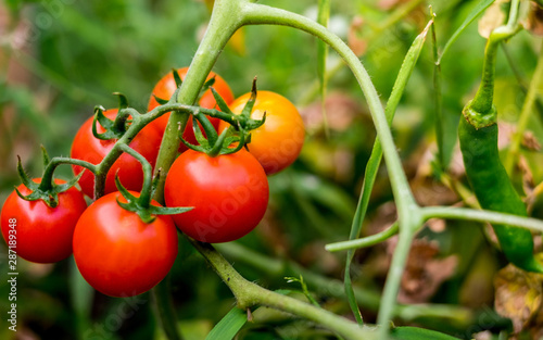 Ripe red tomatoes are on the green foliage background  hanging on the vine of a tomato tree in the garden.