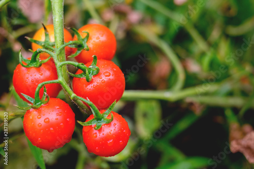 Ripe red tomatoes are on the green foliage background  hanging on the vine of a tomato tree in the garden.