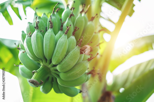 Cultivated banana . Banana is the most energy. Ripe and unripe bananas are high in iron.