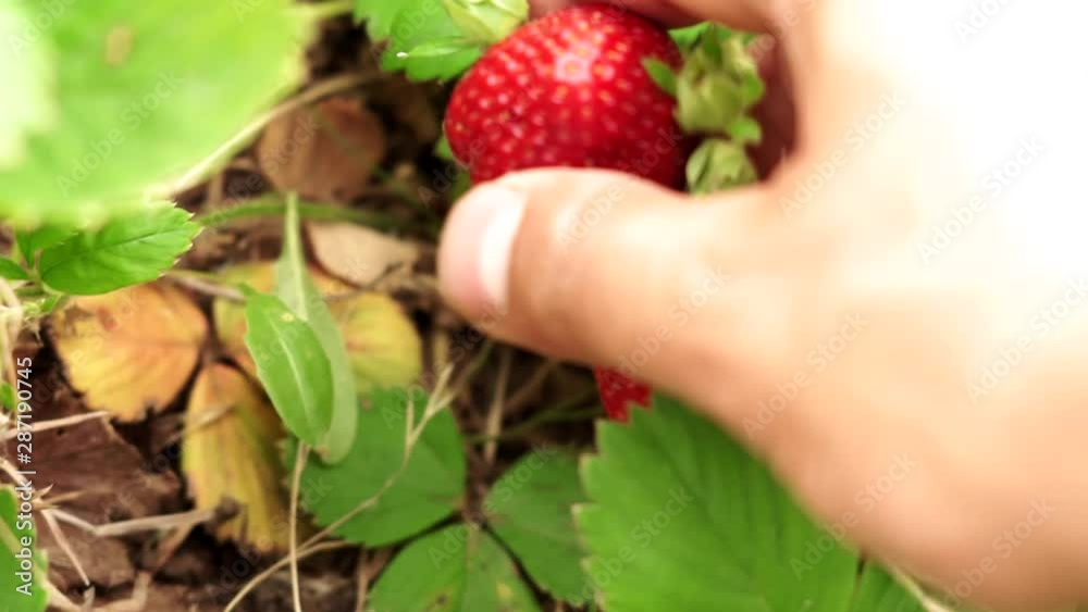 berries strawberries close-up of organic food berries strawberries close-up of organic food