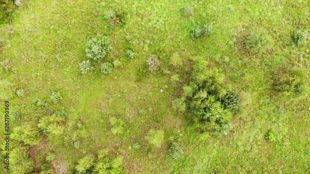 Top down view. Green trees on meadow field. Nature background Top down view. Green trees on meadow field. Nature background