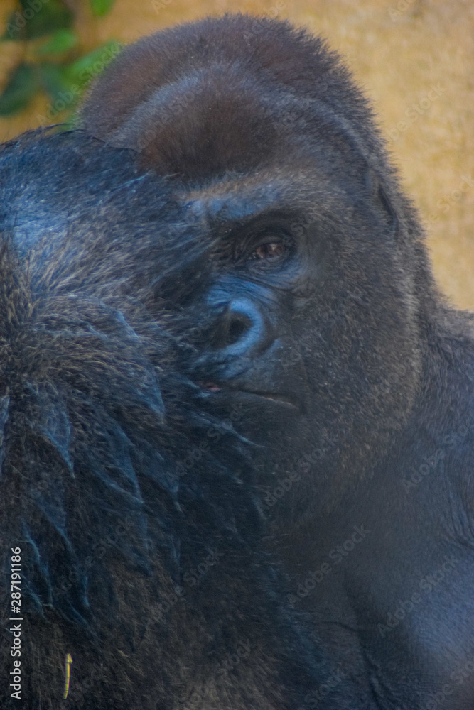 Obraz premium Gorilla