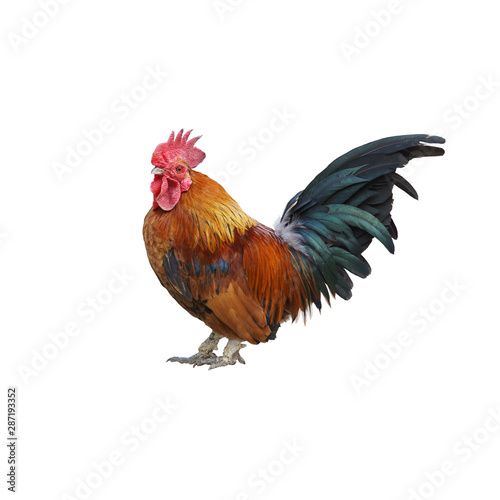 a Beautiful bright rooster stands sideways. Look at the camera