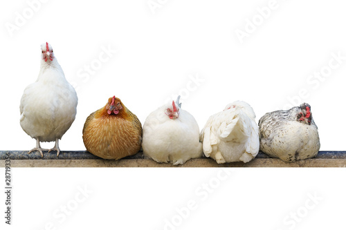 Five different chickens sit and roost. whit background