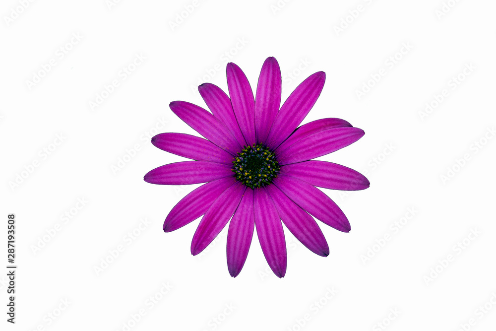 one purple flower isolated chamomile