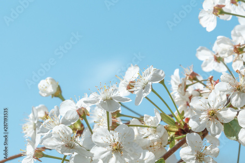 Blooming cherry on a background of clear blue sky. © Yuriy Afonkin