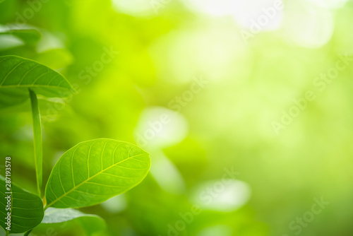 Closeup nature view of green leaf on greenery blurred background in garden