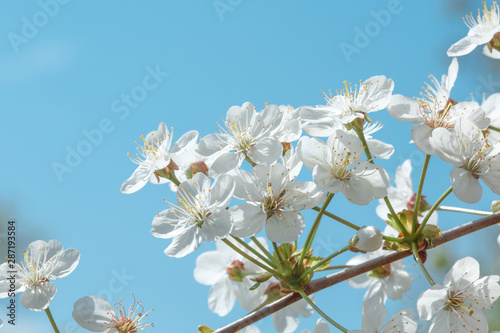 Blooming cherry on a background of clear blue sky.