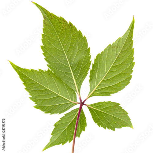 Green leaf of girlish grapes (lat. Parthenocissus quinquefolia),  isolated on white background photo