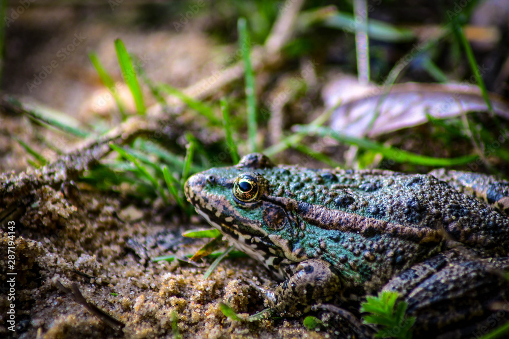 On the sandy shore on the green grass sits a frog On the sandy shore on the green grass sits a frog