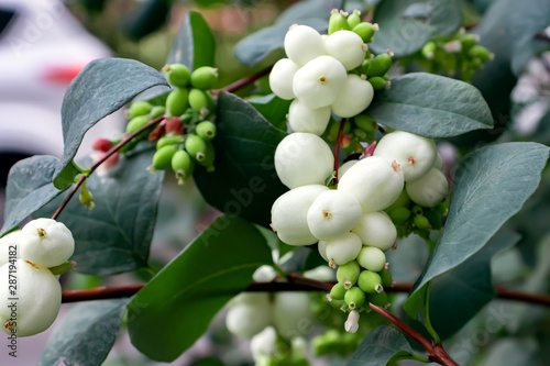 White berries of Symphoricarpos albus known as common snowberry on a bush photo