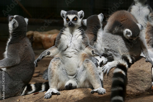 Male Ringed Tail Lemur in a good mood