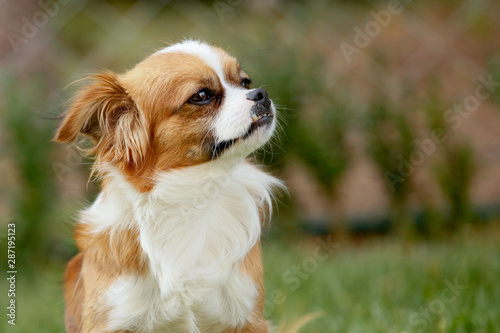 Bild auf Leinwand Cute and funny red light pekingese dog in autumn park playing with leaves and joyful