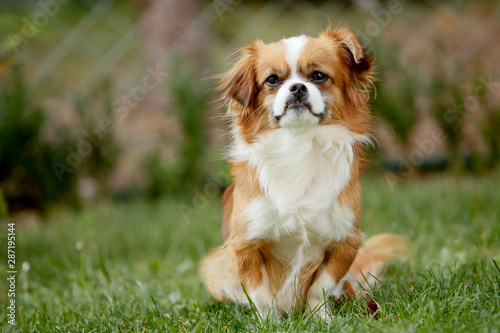 Cute and funny red light pekingese dog in autumn park playing with leaves and joyful. Best human friend. Pretty mature dog in garden around sunlight © malivoja