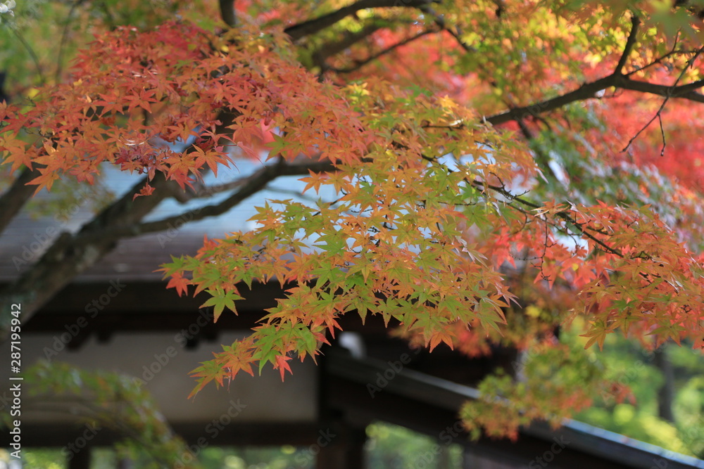 紅葉 紅葉