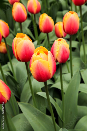 red and yellow tulips in the garden