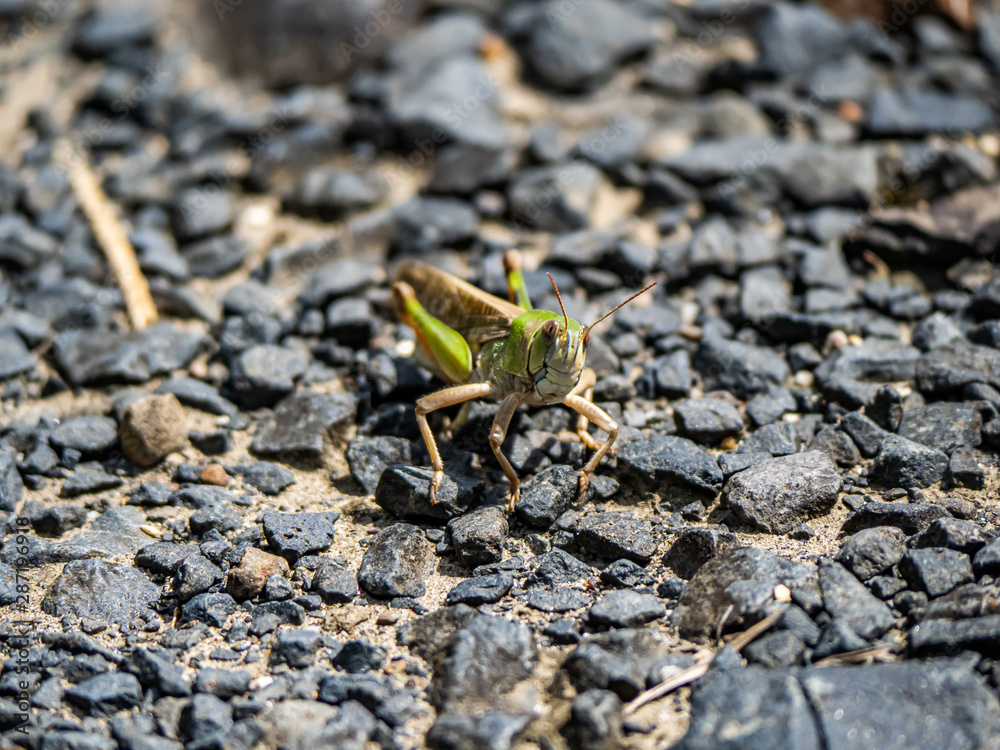Japanese migratory locust on a paved path 2 Japanese migratory locust on a paved path 2