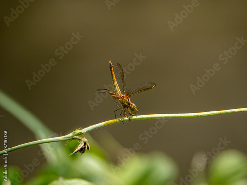 female scarlet skimmer on a vine 1 © Hanstography