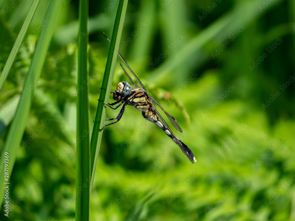 female whitetailed skimmer on a reed 2