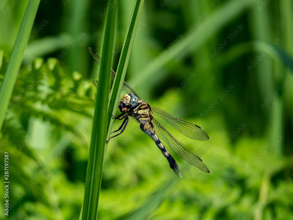 female whitetailed skimmer on a reed 3