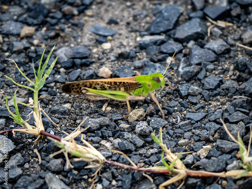 Japanese migratory locust on a paved path 5