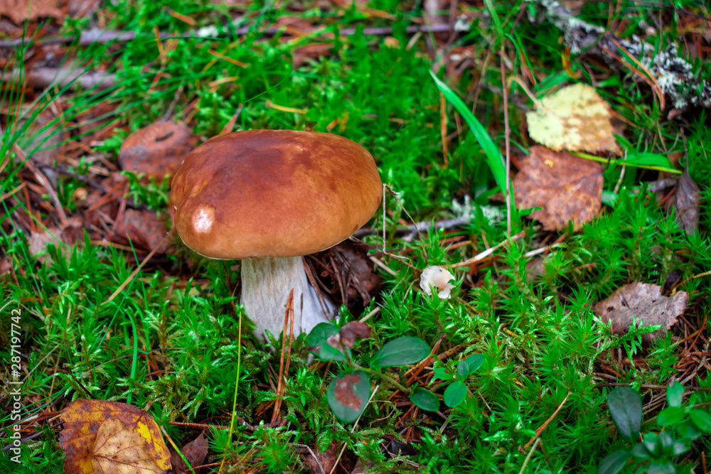 Boletus in a forest, natural Boletus in a forest, natural
