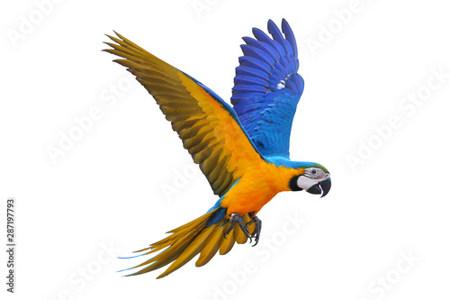 Blue and gold macaw isolated on white background.