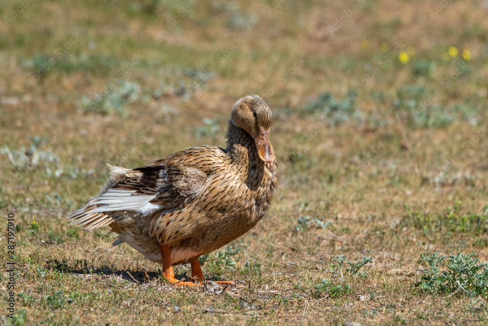 Domestic duck on a summer field close-up. Domestic duck on a summer field close-up.