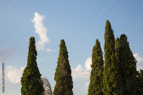 cypress cups over blue sky