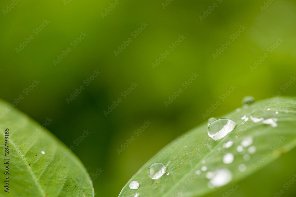 Green leaf of peanut on blurred greenery background with dew drops. Closeup, Copy space for text. Green leaf of peanut on blurred greenery background with dew drops. Closeup, Copy space for text.