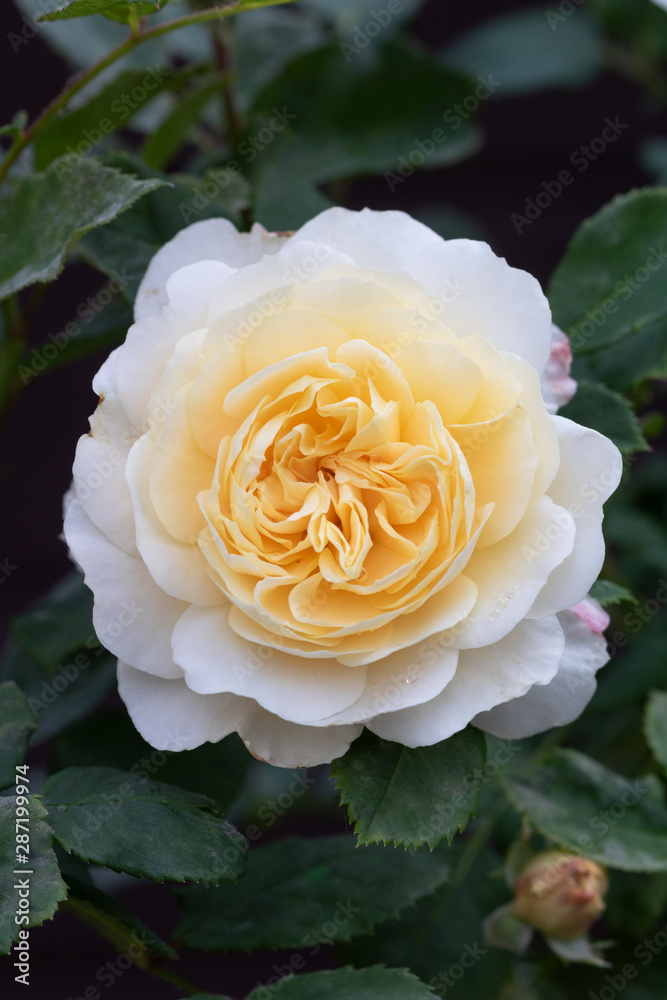 englische Rose in Creme-Weiß Emanuel Stock Photo | Adobe Stock