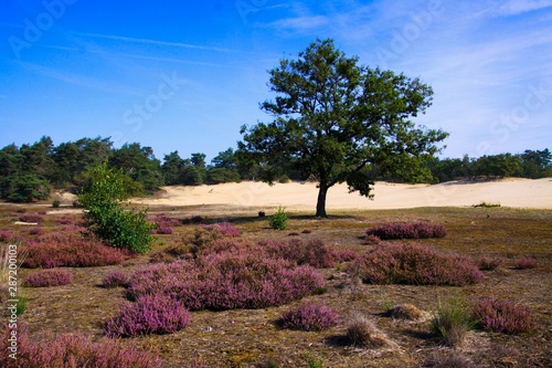 View over purple blooming heather erica flower bush on isolated oak tree with sand dunes  conifer forest background against blue sky - Loonse und Drunense Duinen  Netherlands