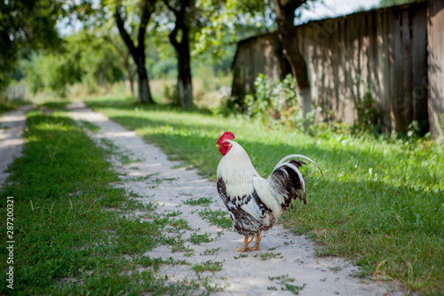 Colorful rooster on the farm,beautiful roosters walking on the street,Village eco concept