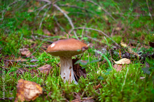 Boletus in a forest, natural