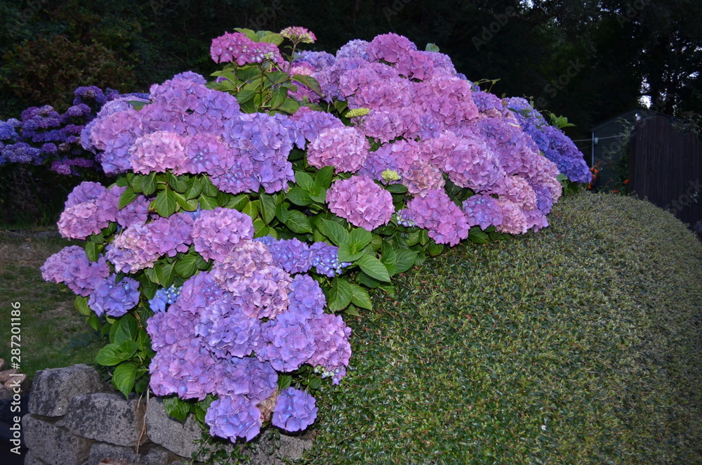oban scotland hydrangea oban scotland hydrangea